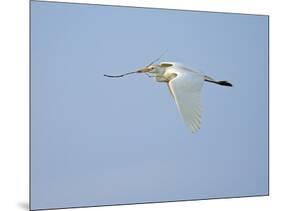 Cattle Egret-Gary Carter-Mounted Photographic Print