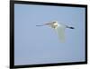 Cattle Egret-Gary Carter-Framed Photographic Print