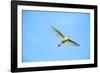 Cattle Egret-Gary Carter-Framed Photographic Print