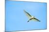 Cattle Egret-Gary Carter-Mounted Photographic Print