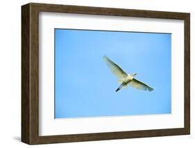 Cattle Egret-Gary Carter-Framed Photographic Print