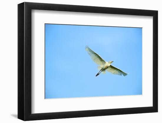 Cattle Egret-Gary Carter-Framed Photographic Print