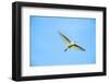 Cattle Egret-Gary Carter-Framed Photographic Print