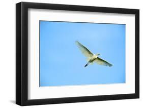 Cattle Egret-Gary Carter-Framed Photographic Print