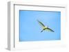 Cattle Egret-Gary Carter-Framed Photographic Print