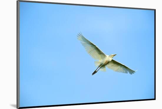 Cattle Egret-Gary Carter-Mounted Photographic Print