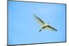 Cattle Egret-Gary Carter-Mounted Photographic Print