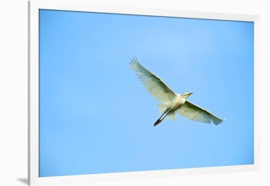 Cattle Egret-Gary Carter-Framed Photographic Print