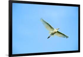 Cattle Egret-Gary Carter-Framed Photographic Print