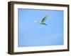 Cattle Egret-Gary Carter-Framed Photographic Print