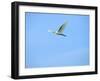 Cattle Egret-Gary Carter-Framed Photographic Print