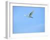 Cattle Egret-Gary Carter-Framed Photographic Print