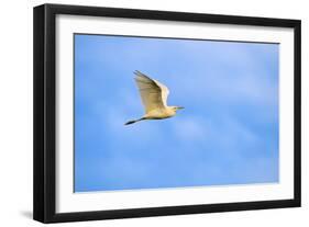 Cattle Egret-Gary Carter-Framed Photographic Print