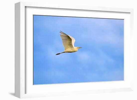 Cattle Egret-Gary Carter-Framed Photographic Print