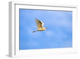 Cattle Egret-Gary Carter-Framed Photographic Print