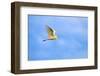 Cattle Egret-Gary Carter-Framed Photographic Print