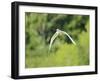 Cattle Egret-Gary Carter-Framed Photographic Print