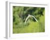 Cattle Egret-Gary Carter-Framed Photographic Print