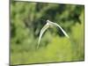 Cattle Egret-Gary Carter-Mounted Photographic Print