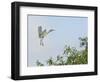 Cattle Egret-Gary Carter-Framed Photographic Print