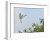 Cattle Egret-Gary Carter-Framed Photographic Print