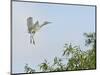 Cattle Egret-Gary Carter-Mounted Photographic Print