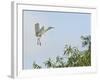 Cattle Egret-Gary Carter-Framed Photographic Print