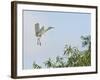 Cattle Egret-Gary Carter-Framed Photographic Print