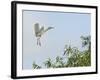 Cattle Egret-Gary Carter-Framed Photographic Print