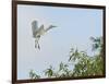 Cattle Egret-Gary Carter-Framed Photographic Print