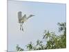 Cattle Egret-Gary Carter-Mounted Photographic Print