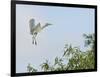 Cattle Egret-Gary Carter-Framed Photographic Print