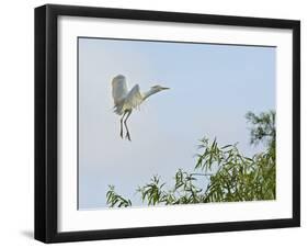 Cattle Egret-Gary Carter-Framed Photographic Print