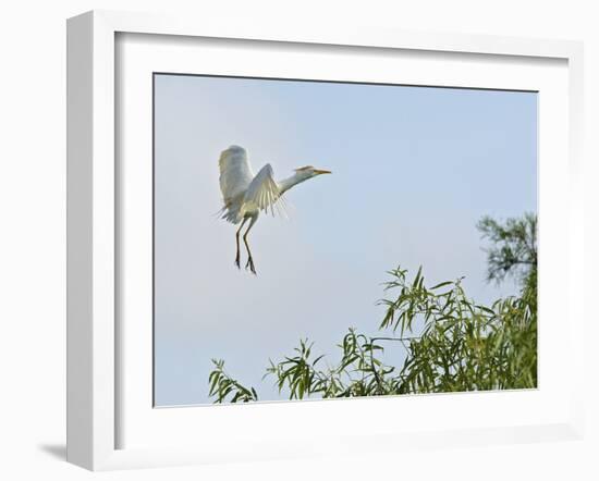 Cattle Egret-Gary Carter-Framed Photographic Print