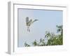 Cattle Egret-Gary Carter-Framed Photographic Print