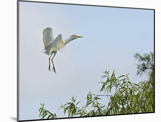 Cattle Egret-Gary Carter-Mounted Photographic Print