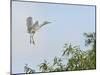 Cattle Egret-Gary Carter-Mounted Photographic Print