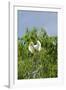 Cattle Egret-Gary Carter-Framed Photographic Print