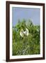 Cattle Egret-Gary Carter-Framed Photographic Print