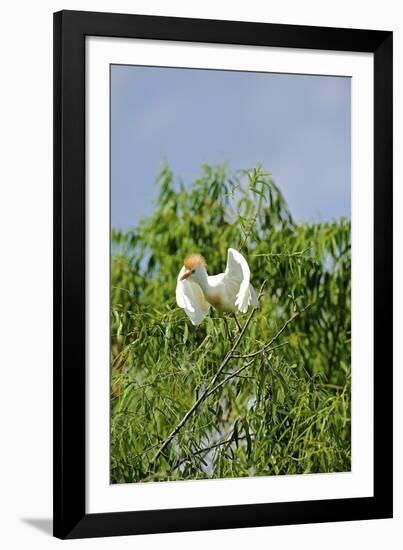 Cattle Egret-Gary Carter-Framed Photographic Print