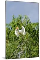 Cattle Egret-Gary Carter-Mounted Photographic Print