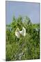 Cattle Egret-Gary Carter-Mounted Photographic Print