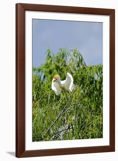 Cattle Egret-Gary Carter-Framed Photographic Print