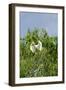 Cattle Egret-Gary Carter-Framed Photographic Print