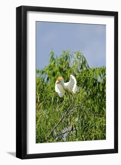 Cattle Egret-Gary Carter-Framed Photographic Print