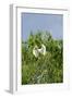 Cattle Egret-Gary Carter-Framed Photographic Print