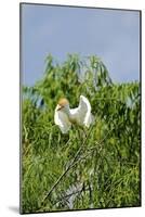 Cattle Egret-Gary Carter-Mounted Photographic Print