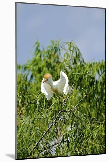 Cattle Egret-Gary Carter-Mounted Photographic Print