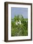 Cattle Egret-Gary Carter-Framed Photographic Print