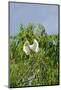 Cattle Egret-Gary Carter-Mounted Photographic Print